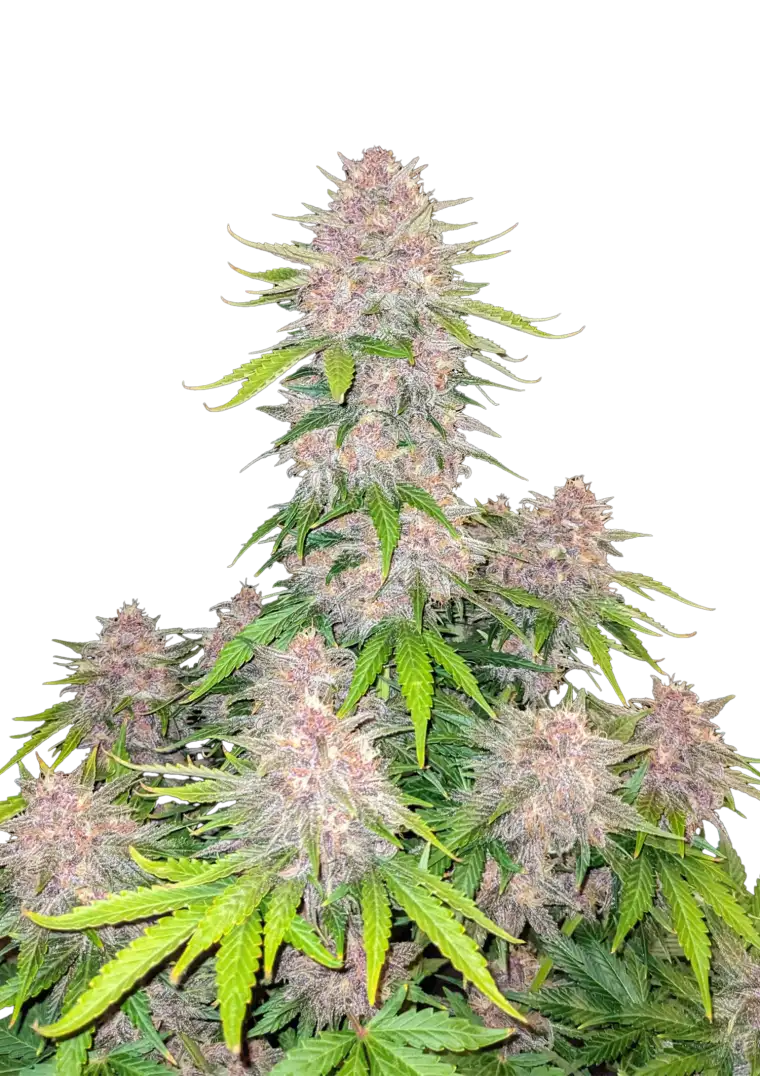 A stunning Cherry Cola Auto plant covered in thick trichomes, flaunting vibrant green and purple buds with orange pistils, radiating a sweet cola-cherry scent and fizzy soda-shop appeal.