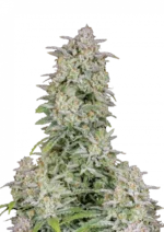 Forbidden Runtz Auto™ cannabis bud by Fast Buds, featuring dense, trichome-rich nugs in light green with bright orange pistils, exuding sweet tropical candy and earthy aromas.