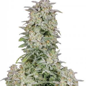 Forbidden Runtz Auto™ cannabis bud by Fast Buds, featuring dense, trichome-rich nugs in light green with bright orange pistils, exuding sweet tropical candy and earthy aromas.