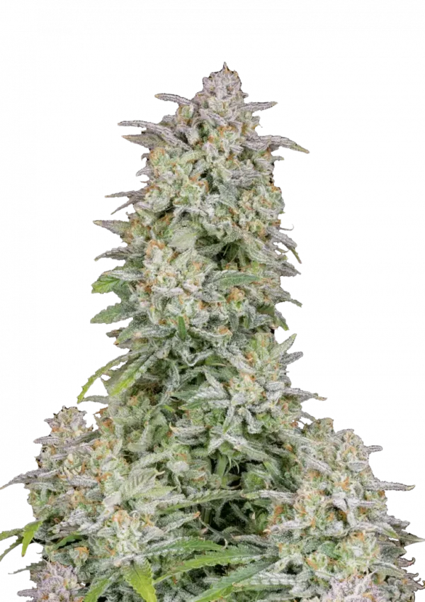 Forbidden Runtz Auto™ cannabis bud by Fast Buds, featuring dense, trichome-rich nugs in light green with bright orange pistils, exuding sweet tropical candy and earthy aromas.
