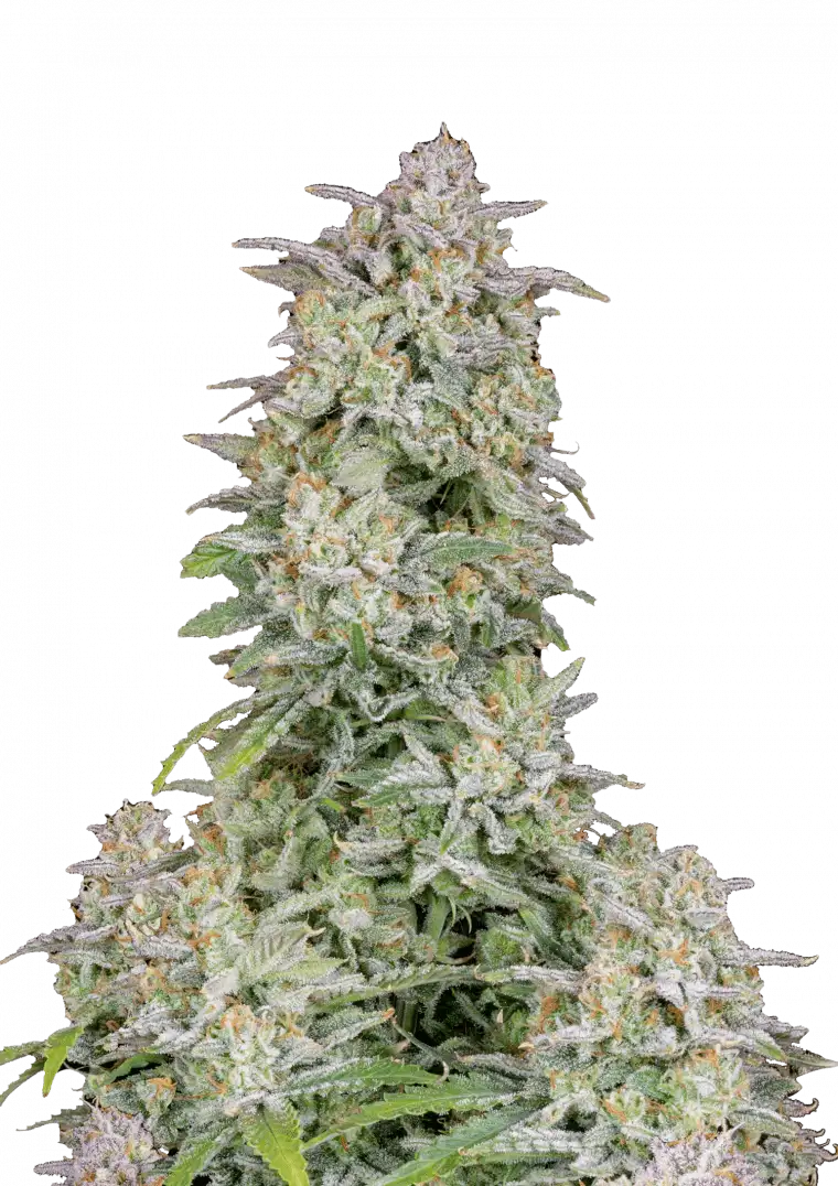 Forbidden Runtz Auto™ cannabis bud by Fast Buds, featuring dense, trichome-rich nugs in light green with bright orange pistils, exuding sweet tropical candy and earthy aromas.