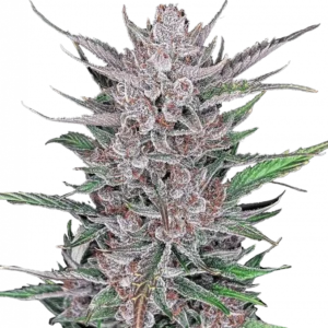 A compact Gorilla Punch Auto cannabis plant with thick, dense purple buds glistening in resin, vivid orange hairs, and a sweet-spicy aroma—standing proudly in mid-flower under indoor grow lights.