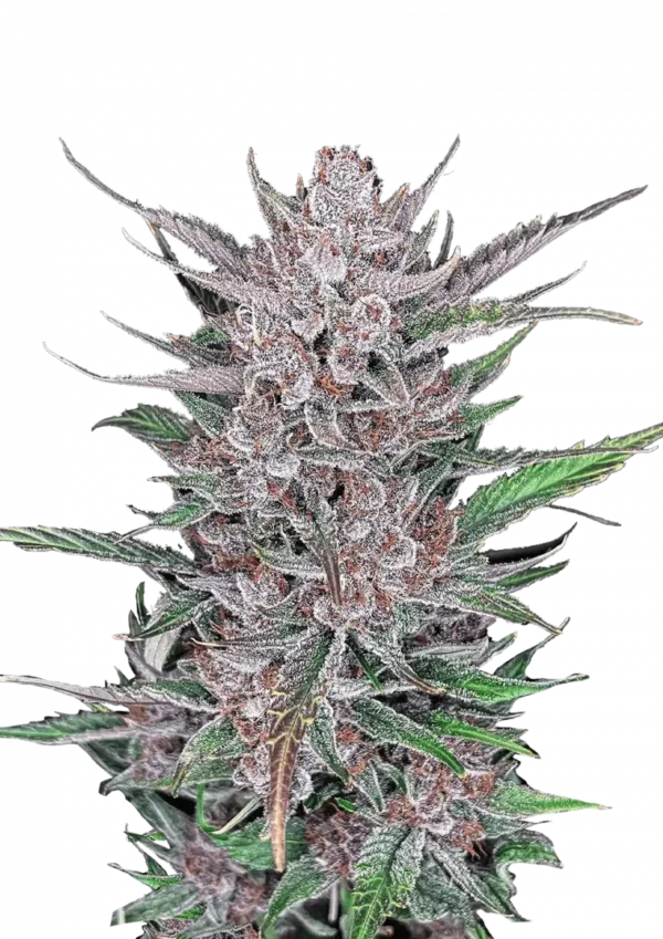A compact Gorilla Punch Auto cannabis plant with thick, dense purple buds glistening in resin, vivid orange hairs, and a sweet-spicy aroma—standing proudly in mid-flower under indoor grow lights.