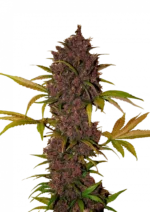 LSD‑25 Auto™ cannabis buds by Fast Buds—medium-height plants with chunky purple-drenched colas and frost-covered trichomes, releasing gassy, earthy, and sweet-smoke aromas.