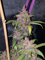 LSD-25 Auto - Image 3