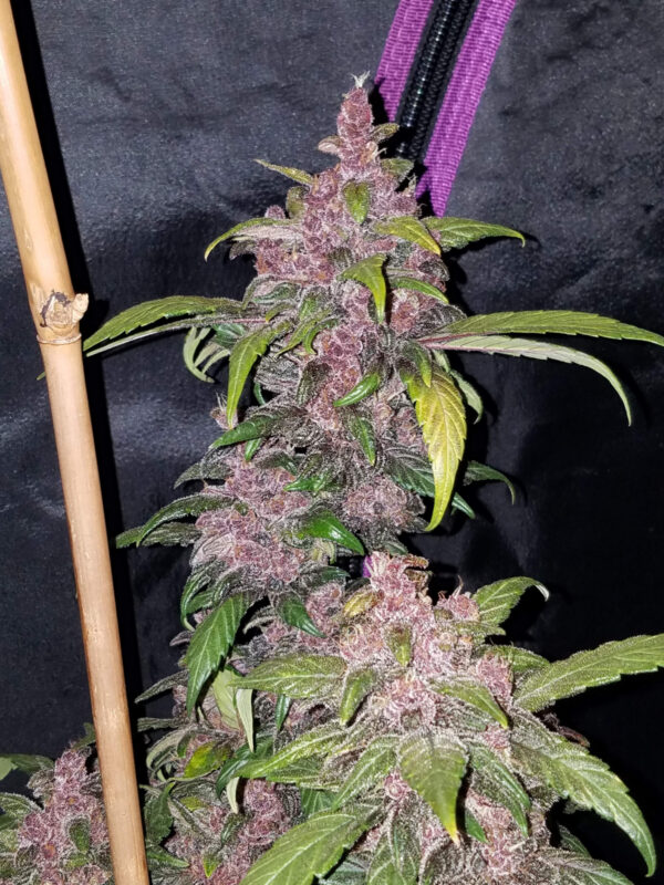 LSD-25 Auto - Image 3