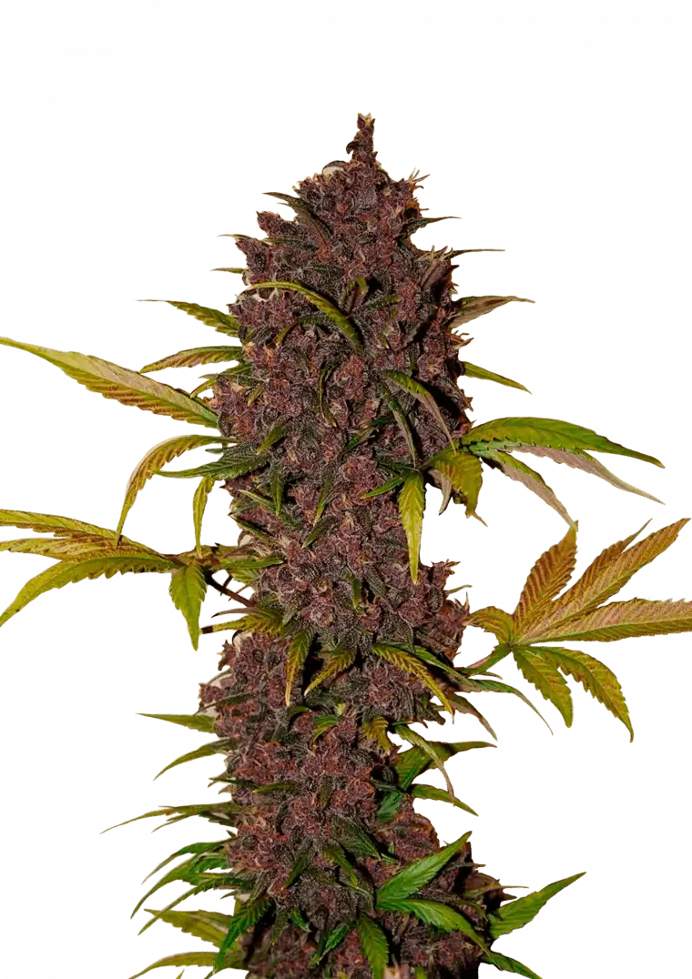 LSD‑25 Auto™ cannabis buds by Fast Buds—medium-height plants with chunky purple-drenched colas and frost-covered trichomes, releasing gassy, earthy, and sweet-smoke aromas.