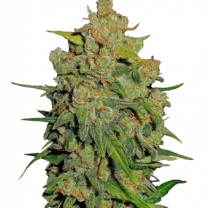 Lemon AK Auto™ cannabis bud by Fast Buds—with medium-tall stature, dense citrus-coated colas, and bright orange pistils—emitting fresh lemon, earthy, and spicy aromas.