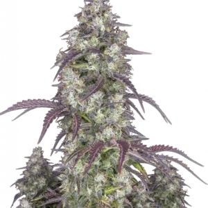 Lemon Pie Auto™ cannabis bud by Fast Buds—medium-height plant with dense, frosty buds showing light green and pink hues with orange pistils, emanating bright lemon and creamy pie aromas.
