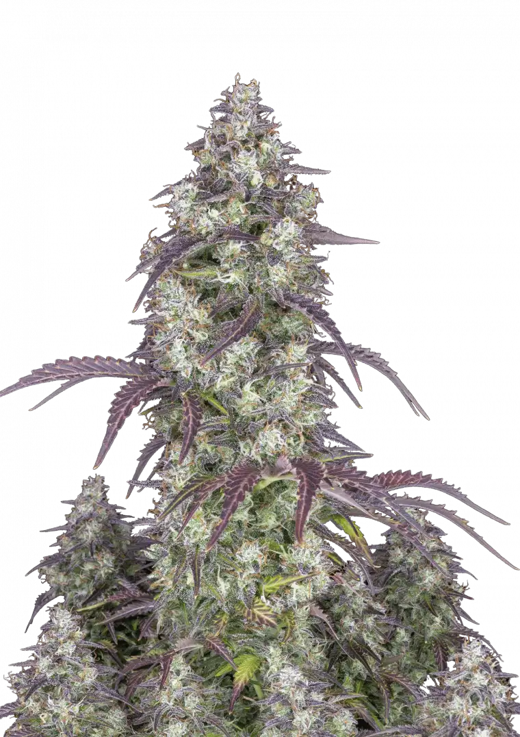 Lemon Pie Auto™ cannabis bud by Fast Buds—medium-height plant with dense, frosty buds showing light green and pink hues with orange pistils, emanating bright lemon and creamy pie aromas.