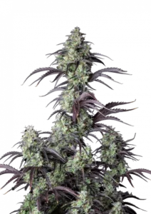 Mimosa Cake Auto™ cannabis buds by Fast Buds—tall plant with dense, frosty colas, orange pistils, and citrus-berry aromas with creamy floral notes.