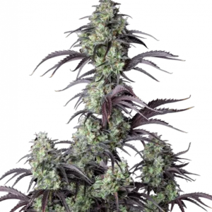 Mimosa Cake Auto™ cannabis buds by Fast Buds—tall plant with dense, frosty colas, orange pistils, and citrus-berry aromas with creamy floral notes.