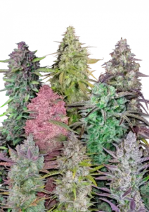 A vibrant lineup of diverse Fast Buds autoflower strains growing side by side, showcasing a rainbow of bud colors and aromas—from fruity and citrus to gassy and sweet—in one surprise-filled seed pack.