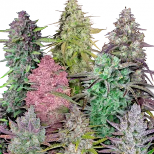 A vibrant lineup of diverse Fast Buds autoflower strains growing side by side, showcasing a rainbow of bud colors and aromas—from fruity and citrus to gassy and sweet—in one surprise-filled seed pack.