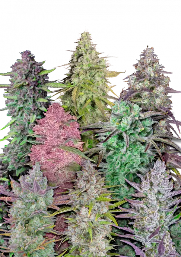 A vibrant lineup of diverse Fast Buds autoflower strains growing side by side, showcasing a rainbow of bud colors and aromas—from fruity and citrus to gassy and sweet—in one surprise-filled seed pack.