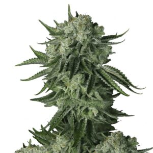 A 150 cm Moby Dick Auto plant with long internodes and thick side colas, densely coated in frosty trichomes and glowing with resin—exuding crisp pine and citrus aromas typical of classic Sativa strains.