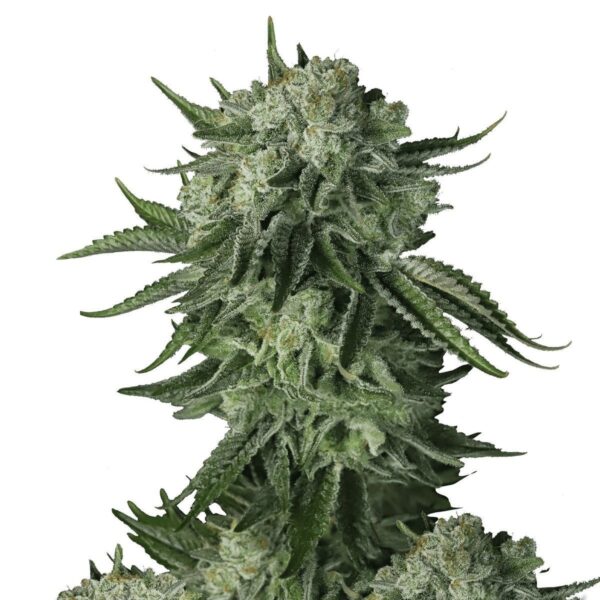 A 150 cm Moby Dick Auto plant with long internodes and thick side colas, densely coated in frosty trichomes and glowing with resin—exuding crisp pine and citrus aromas typical of classic Sativa strains.