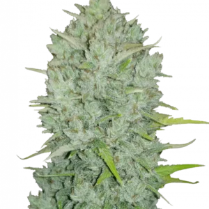 A dense, trichome-heavy Northern Lights Auto cannabis plant with thick colas, glowing green and orange hues, and exuding earthy pine aroma—ready for a fast, relaxing harvest.
