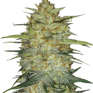 OG Kush Auto plant with compact, crystal-covered buds in deep green tones, glowing with orange pistils and exuding a classic earthy-fuel aroma—capturing the essence of West Coast Kush in autoflower form.
