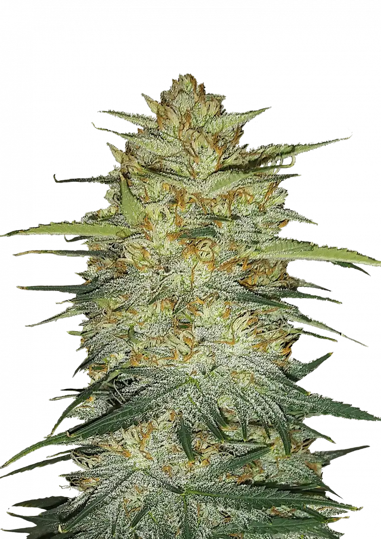 OG Kush Auto plant with compact, crystal-covered buds in deep green tones, glowing with orange pistils and exuding a classic earthy-fuel aroma—capturing the essence of West Coast Kush in autoflower form.