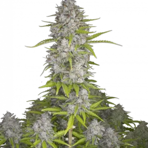 Orange Sherbet Auto™ cannabis bud by Fast Buds, showcasing tall, resin-dense colas with light green leaves and bright pistils, exuding fresh orange sherbet scent with creamy citrus undertones.