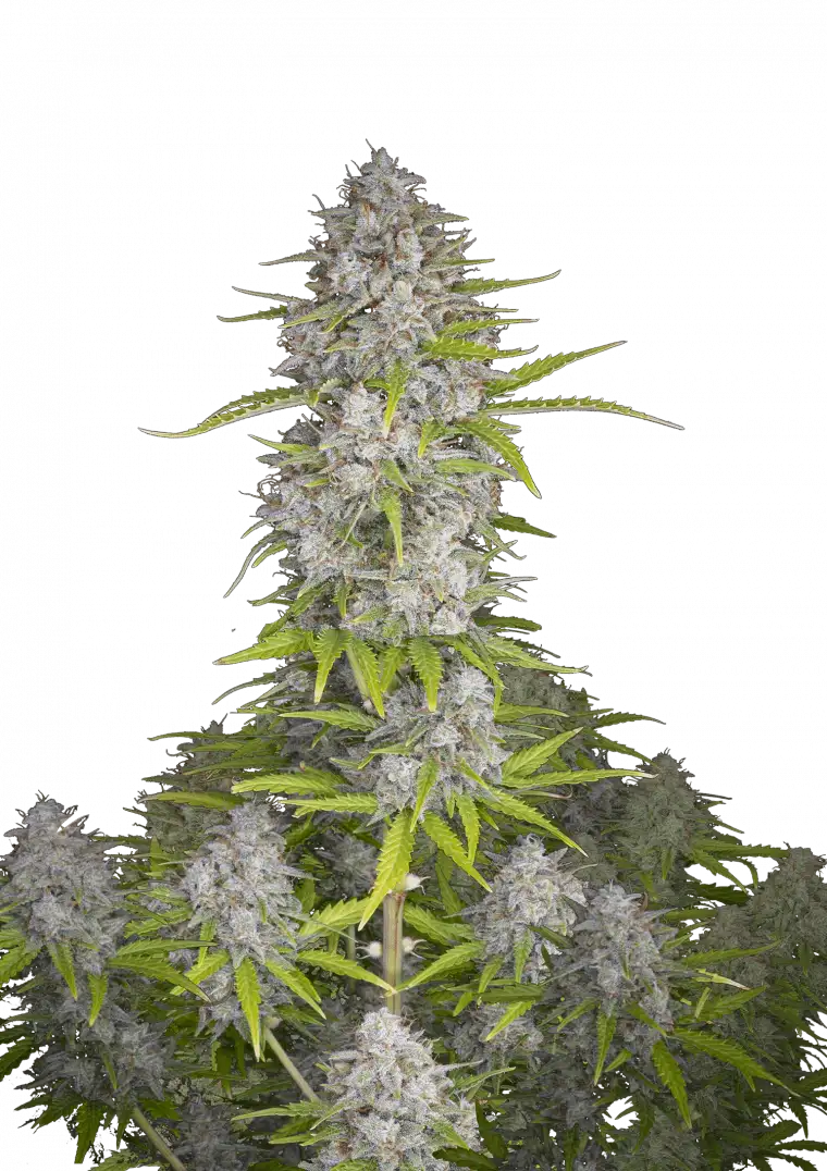 Orange Sherbet Auto™ cannabis bud by Fast Buds, showcasing tall, resin-dense colas with light green leaves and bright pistils, exuding fresh orange sherbet scent with creamy citrus undertones.