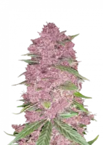 Purple Lemonade Auto™ cannabis buds by Fast Buds—compact, purple-drenched colas coated in frosty trichomes and bright orange pistils, releasing sweet citrus lemonade aroma with fuel undertones.