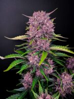 Purple Lemonade Auto - Image 2