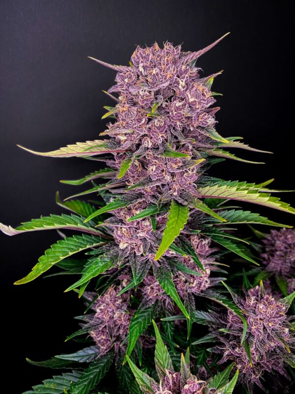 Purple Lemonade Auto - Image 2