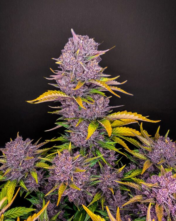 Purple Lemonade Auto - Image 3