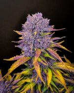 Purple Lemonade Auto - Image 4