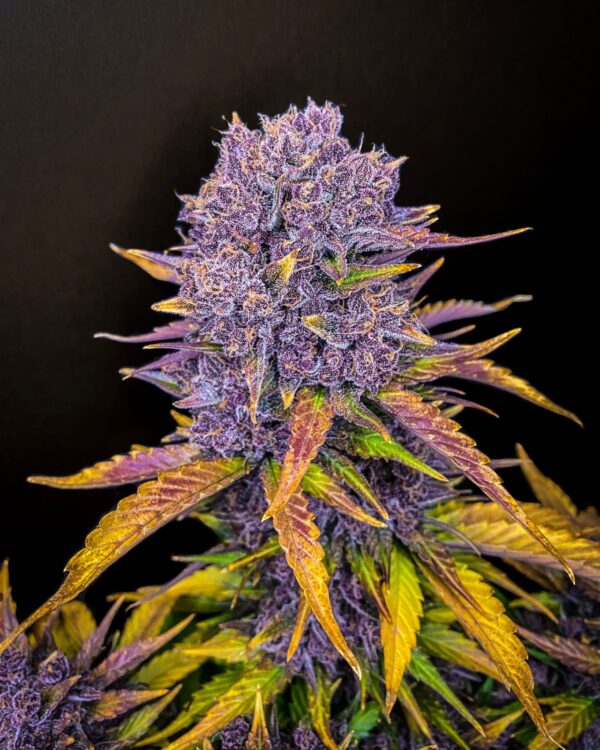 Purple Lemonade Auto - Image 4