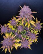Purple Lemonade Auto - Image 5