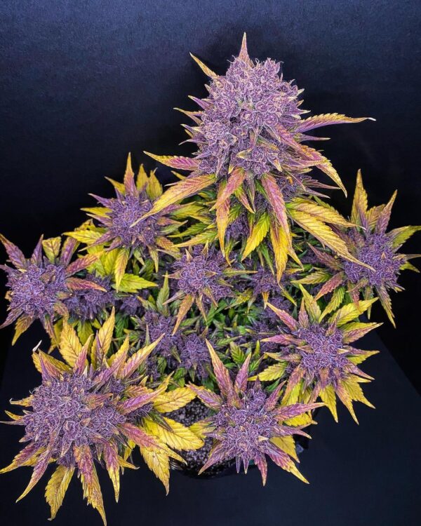 Purple Lemonade Auto - Image 5