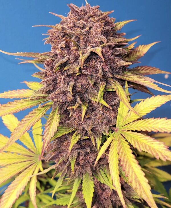 Purple Lemonade Auto - Image 6