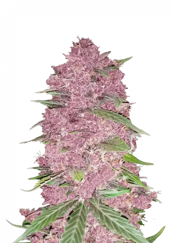 Purple Lemonade Auto™ cannabis buds by Fast Buds—compact, purple-drenched colas coated in frosty trichomes and bright orange pistils, releasing sweet citrus lemonade aroma with fuel undertones.