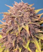 Purple Lemonade Auto - Image 7