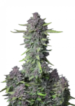 Purple Punch Auto™ cannabis by Fast Buds showing tall growth with heavy, frosty buds featuring hints of purple and orange, radiating a rich berry and cherry dessert aroma.