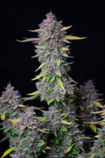 Purple Punch Auto - Image 5