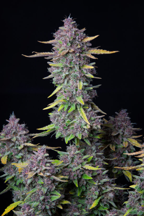 Purple Punch Auto - Image 5