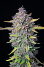 Purple Punch Auto - Image 4