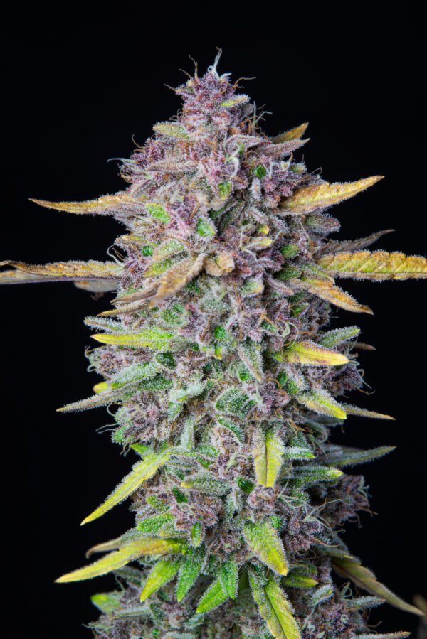 Purple Punch Auto - Image 4