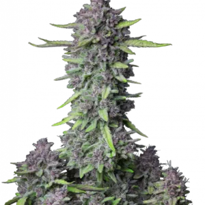 Purple Punch Auto™ cannabis by Fast Buds showing tall growth with heavy, frosty buds featuring hints of purple and orange, radiating a rich berry and cherry dessert aroma.