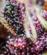 Purple Punch Auto - Image 3