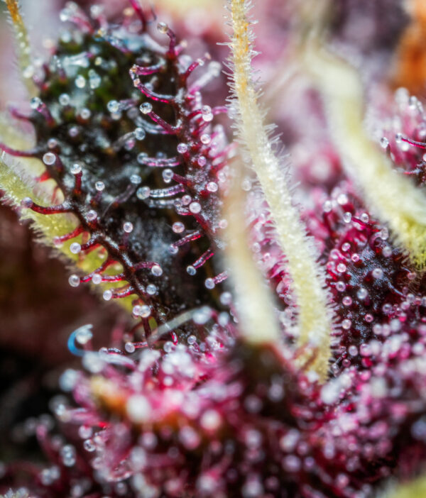 Purple Punch Auto - Image 3