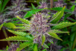 Purple Punch Auto - Image 2