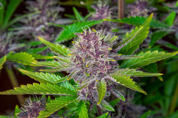 Purple Punch Auto - Image 2