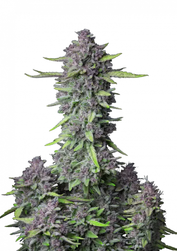 Purple Punch Auto™ cannabis by Fast Buds showing tall growth with heavy, frosty buds featuring hints of purple and orange, radiating a rich berry and cherry dessert aroma.