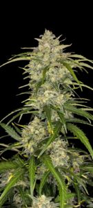 Sour Jealousy Auto™ cannabis bud by Fast Buds, coated in trichomes with vivid green tones and orange pistils, emitting sour citrus and gassy diesel aromas, bred for potency and speed.