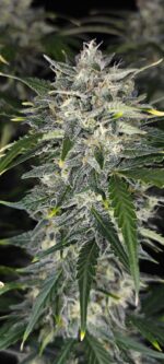 Sour Jealousy Auto™ - Image 3